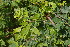  (Pithecellobium dulce - DNAFR000952)  @11 [ ] Copyright (2014) Gujarat Biodiversity Gene Bank, GSBTM, DST, GoG Gujarat Biodiversity Gene Bank, GSBTM, DST, GoG