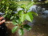  (Excoecaria agallocha - DNAFR001295)  @11 [ ] Copyright (2015) Gujarat Biodiversity Gene Bank, GSBTM, DST, GoG Gujarat Biodiversity Gene Bank, GSBTM, DST, GoG