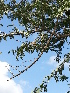  ( - DNAFR001284)  @11 [ ] Copyright (2015) Gujarat Biodiversity Gene Bank, GSBTM, DST, GoG Gujarat Biodiversity Gene Bank, GSBTM, DST, GoG