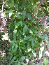  ( - DNAFR000923)  @11 [ ] Copyright (2014) Gujarat Biodiversity Gene Bank, GSBTM, DST, GoG Gujarat Biodiversity Gene Bank, GSBTM, DST, GoG