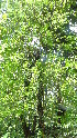  (Caesalpinia crista - DNAFR000959)  @11 [ ] Copyright (2014) Gujarat Biodiversity Gene Bank, GSBTM, DST, GoG Gujarat Biodiversity Gene Bank, GSBTM, DST, GoG