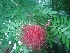  (Calliandra haematocephala - DNAFR000967)  @11 [ ] Copyright (2014) Gujarat Biodiversity Gene Bank, GSBTM, DST, GoG Gujarat Biodiversity Gene Bank, GSBTM, DST, GoG