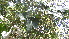  ( - DNAFR000980)  @11 [ ] Copyright (2014) Gujarat Biodiversity Gene Bank, GSBTM, DST, GoG Gujarat Biodiversity Gene Bank, GSBTM, DST, GoG