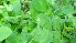  ( - DNAFR000985)  @11 [ ] Copyright (2014) Gujarat Biodiversity Gene Bank, GSBTM, DST, GoG Gujarat Biodiversity Gene Bank, GSBTM, DST, GoG