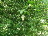  ( - DNAFR001088)  @11 [ ] Copyright (2015) Gujarat Biodiversity Gene Bank, GSBTM, DST, GoG Gujarat Biodiversity Gene Bank, GSBTM, DST, GoG