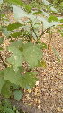  ( - DNAFR001328)  @11 [ ] Copyright (2015) Gujarat Biodiversity Gene Bank, GSBTM, DST, GoG Gujarat Biodiversity Gene Bank, GSBTM, DST, GoG