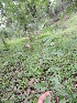  (Tylophora fasciculata - DNAFR001330)  @11 [ ] Copyright (2015) Gujarat Biodiversity Gene Bank, GSBTM, DST, GoG Gujarat Biodiversity Gene Bank, GSBTM, DST, GoG