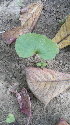  (Nervilia - DNAFR001099)  @11 [ ] Copyright (2015) Gujarat Biodiversity Gene Bank, GSBTM, DST, GoG Gujarat Biodiversity Gene Bank, GSBTM, DST, GoG