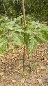  ( - DNAFR001100)  @11 [ ] Copyright (2015) Gujarat Biodiversity Gene Bank, GSBTM, DST, GoG Gujarat Biodiversity Gene Bank, GSBTM, DST, GoG