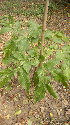  ( - DNAFR001100)  @11 [ ] Copyright (2015) Gujarat Biodiversity Gene Bank, GSBTM, DST, GoG Gujarat Biodiversity Gene Bank, GSBTM, DST, GoG