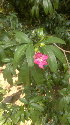  ( - DNAFR001112)  @11 [ ] Copyright (2015) Gujarat Biodiversity Gene Bank, GSBTM, DST, GoG Gujarat Biodiversity Gene Bank, GSBTM, DST, GoG