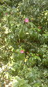  ( - DNAFR001112)  @11 [ ] Copyright (2015) Gujarat Biodiversity Gene Bank, GSBTM, DST, GoG Gujarat Biodiversity Gene Bank, GSBTM, DST, GoG