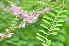  ( - DNAFR001114)  @11 [ ] Copyright (2015) Gujarat Biodiversity Gene Bank, GSBTM, DST, GoG Gujarat Biodiversity Gene Bank, GSBTM, DST, GoG