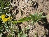  (Solidago canadensis - DNAFR001101)  @11 [ ] Copyright (2015) Gujarat Biodiversity Gene Bank, GSBTM, DST, GoG Gujarat Biodiversity Gene Bank, GSBTM, DST, GoG