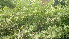  ( - DNAFR001118)  @11 [ ] Copyright (2015) Gujarat Biodiversity Gene Bank, GSBTM, DST, GoG Gujarat Biodiversity Gene Bank, GSBTM, DST, GoG