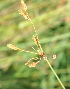  ( - DNAFR000908)  @11 [ ] Copyright (2014) Gujarat Biodiversity Gene Bank, GSBTM, DST, GoG Gujarat Biodiversity Gene Bank, GSBTM, DST, GoG