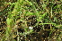  (Ipomoea eriocarpa - DNAFR000894)  @11 [ ] Copyright  Gujarat Biodiversity Gene Bank, GSBTM, DST, GoG Gujarat Biodiversity Gene Bank, GSBTM, DST, GoG