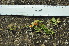  ( - DNAFR000990)  @11 [ ] Copyright (2015) Gujarat Biodiversity Gene Bank, GSBTM, DST, GoG Gujarat Biodiversity Gene Bank, GSBTM, DST, GoG