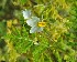  (Solanum arundo - DNAFR000991)  @11 [ ] Copyright (2015) Gujarat Biodiversity Gene Bank, GSBTM, DST, GoG Gujarat Biodiversity Gene Bank, GSBTM, DST, GoG