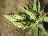  (Aloe madecassa - DNAFR001230)  @11 [ ] Copyright (2015) Gujarat Biodiversity Gene Bank, GSBTM, DST, GoG Gujarat Biodiversity Gene Bank, GSBTM, DST, GoG