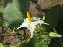  ( - DNAFR001234)  @11 [ ] Copyright (2015) Gujarat Biodiversity Gene Bank, GSBTM, DST, GoG Gujarat Biodiversity Gene Bank, GSBTM, DST, GoG