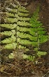  (Athyrium sp - DNAFR001358)  @11 [ ] Copyright (2015) Gujarat Biodiversity Gene Bank, GSBTM, DST, GoG Gujarat Biodiversity Gene Bank, GSBTM, DST, GoG