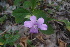  (Barleria gibsonii - DNAFR000871)  @11 [ ] Copyright (2014) Gujarat Biodiversity Gene Bank, GSBTM, DST, GoG Gujarat Biodiversity Gene Bank, GSBTM, DST, GoG