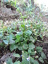  ( - DNAFR000872)  @11 [ ] Copyright (2014) Gujarat Biodiversity Gene Bank, GSBTM, DST, GoG Gujarat Biodiversity Gene Bank, GSBTM, DST, GoG