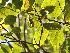  ( - DNAFR000873)  @11 [ ] Copyright (2014) Gujarat Biodiversity Gene Bank, GSBTM, DST, GoG Gujarat Biodiversity Gene Bank, GSBTM, DST, GoG