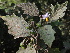  (Solanum anguivi - DNAFR001014)  @11 [ ] Copyright (2015) Gujarat Biodiversity Gene Bank, GSBTM, DST, GoG Gujarat Biodiversity Gene Bank, GSBTM, DST, GoG