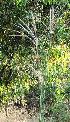  (Eulalia - DNAFR001203)  @11 [ ] Copyright (2015) Gujarat Biodiversity Gene Bank, GSBTM, DST, GoG Gujarat Biodiversity Gene Bank, GSBTM, DST, GoG