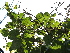  ( - DNAFR001103)  @11 [ ] Copyright (2015) Gujarat Biodiversity Gene Bank, GSBTM, DST, GoG Gujarat Biodiversity Gene Bank, GSBTM, DST, GoG