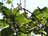  ( - DNAFR001103)  @11 [ ] Copyright (2015) Gujarat Biodiversity Gene Bank, GSBTM, DST, GoG Gujarat Biodiversity Gene Bank, GSBTM, DST, GoG