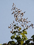  ( - DNAFR001103)  @11 [ ] Copyright (2015) Gujarat Biodiversity Gene Bank, GSBTM, DST, GoG Gujarat Biodiversity Gene Bank, GSBTM, DST, GoG
