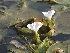  ( - DNAFR001105)  @11 [ ] Copyright (2015) Gujarat Biodiversity Gene Bank, GSBTM, DST, GoG Gujarat Biodiversity Gene Bank, GSBTM, DST, GoG