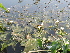  ( - DNAFR001105)  @11 [ ] Copyright (2015) Gujarat Biodiversity Gene Bank, GSBTM, DST, GoG Gujarat Biodiversity Gene Bank, GSBTM, DST, GoG