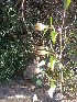  ( - DNAFR001041)  @11 [ ] Copyright (2015) Gujarat Biodiversity Gene Bank, GSBTM, DST, GoG Gujarat Biodiversity Gene Bank, GSBTM, DST, GoG