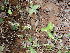  ( - DNAFR001348)  @11 [ ] Copyright (2015) Gujarat Biodiversity Gene Bank, GSBTM, DST, GoG Gujarat Biodiversity Gene Bank, GSBTM, DST, GoG