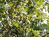  ( - DNAFR001270)  @11 [ ] Copyright (2015) Gujarat Biodiversity Gene Bank, GSBTM, DST, GoG Gujarat Biodiversity Gene Bank, GSBTM, DST, GoG
