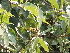  ( - DNAFR001270)  @11 [ ] Copyright (2015) Gujarat Biodiversity Gene Bank, GSBTM, DST, GoG Gujarat Biodiversity Gene Bank, GSBTM, DST, GoG