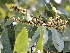  ( - DNAFR001270)  @11 [ ] Copyright (2015) Gujarat Biodiversity Gene Bank, GSBTM, DST, GoG Gujarat Biodiversity Gene Bank, GSBTM, DST, GoG
