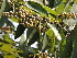  ( - DNAFR001270)  @11 [ ] Copyright (2015) Gujarat Biodiversity Gene Bank, GSBTM, DST, GoG Gujarat Biodiversity Gene Bank, GSBTM, DST, GoG