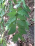  (Combretum albidum - DNAFR001340)  @11 [ ] Copyright (2015) Gujarat Biodiversity Gene Bank, GSBTM, DST, GoG Gujarat Biodiversity Gene Bank, GSBTM, DST, GoG