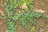  ( - DNAFR001279)  @11 [ ] Copyright (2015) Gujarat Biodiversity Gene Bank, GSBTM, DST, GoG Gujarat Biodiversity Gene Bank, GSBTM, DST, GoG