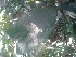  ( - DNAFR001059)  @11 [ ] Copyright (2015) Gujarat Biodiversity Gene Bank, GSBTM, DST, GoG Gujarat Biodiversity Gene Bank, GSBTM, DST, GoG