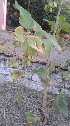  ( - DNAFR001122)  @11 [ ] Copyright (2015) Gujarat Biodiversity Gene Bank, GSBTM, DST, GoG Gujarat Biodiversity Gene Bank, GSBTM, DST, GoG