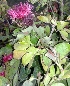 (Calliandra tergemina - DNAFR001125)  @11 [ ] Copyright (2015) Gujarat Biodiversity Gene Bank, GSBTM, DST, GoG Gujarat Biodiversity Gene Bank, GSBTM, DST, GoG