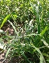  ( - DNAFR001137)  @11 [ ] Copyright (2015) Gujarat Biodiversity Gene Bank, GSBTM, DST, GoG Gujarat Biodiversity Gene Bank, GSBTM, DST, GoG