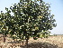  (Artocarpus lacucha - DNAFR001209)  @11 [ ] Copyright (2015) Gujarat Biodiversity Gene Bank, GSBTM, DST, GoG Gujarat Biodiversity Gene Bank, GSBTM, DST, GoG