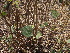  ( - DNAFR001371)  @11 [ ] Copyright (2015) Gujarat Biodiversity Gene Bank, GSBTM, DST, GoG Gujarat Biodiversity Gene Bank, GSBTM, DST, GoG
